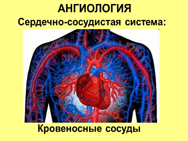 АНГИОЛОГИЯ Сердечно-сосудистая система: Кровеносные сосуды